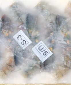 King Prawn U5 Box (700G X 6)